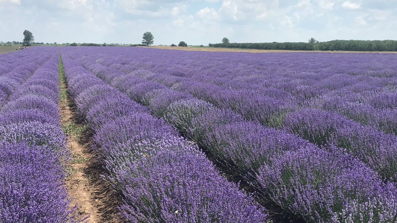 Bulgarian Lavender