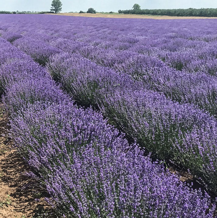 Bulgarian Lavender fields